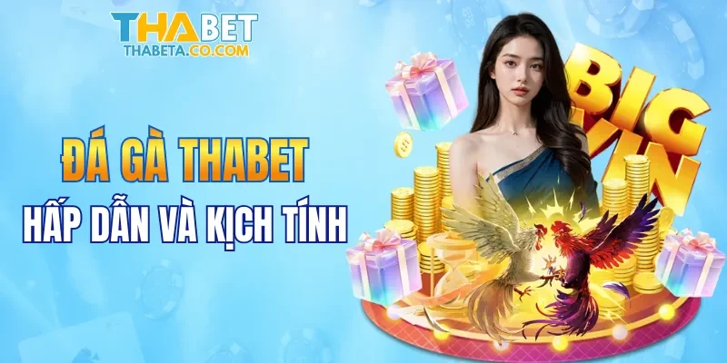 Đá gà THABET hấp dẫn và kịch tính